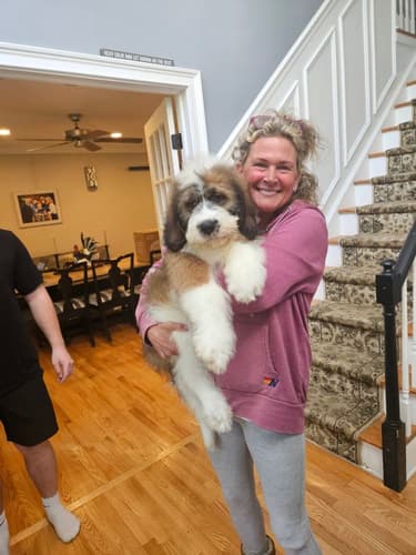 Pawrade customer Janelle J. with their Saint Berdoodle - St. Berdoodle puppy