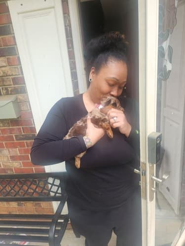 Pawrade customer Zalen C. with their Dachshund, Mini puppy