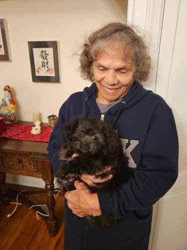 Pawrade customer Jenifer G. with their Peekapoo puppy