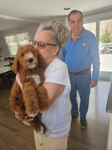 Pawrade customer Jane C. with their Poodle, Standard puppy