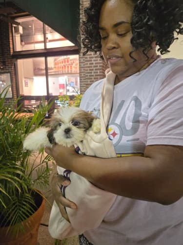 Pawrade customer Charesa S. with their Shih Tzu puppy