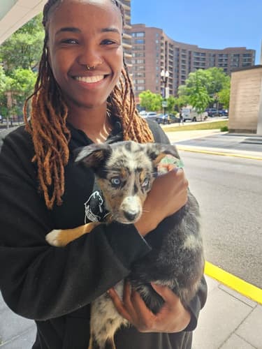 Pawrade customer Dasia C. with their German Australian Shepherd puppy