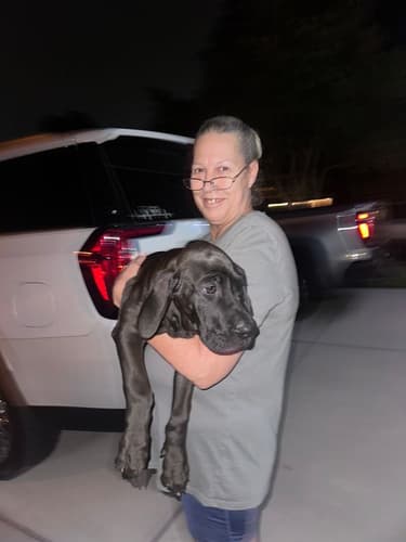 Pawrade customer Christine S. with their Great Dane puppy