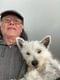 Customer Review of West Highland White Terrier - Westie Puppy