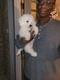Customer Review of Bichon Frise Puppy