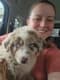 Customer Review of Australian Shepherd Puppy