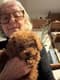 Customer Review of Poodle, Toy Puppy