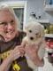 Customer Review of Bichon Frise Puppy