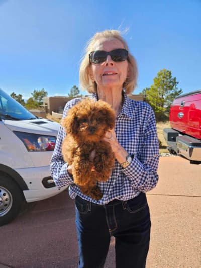 Adeline, a Poodle, Toy puppy from Pawrade