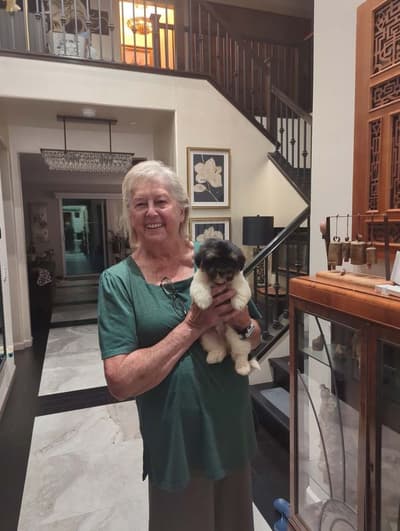 Galahad, a Havapoo puppy from Pawrade