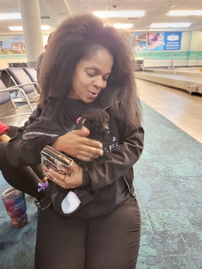 Willis, a Yorkiepoo - Yorkie Poo puppy from Pawrade