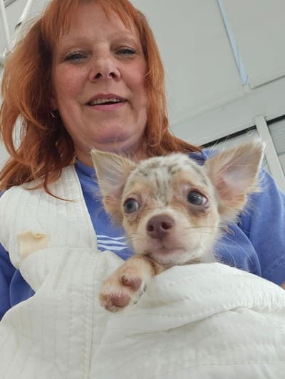 Weston, a Chihuahua puppy from Pawrade
