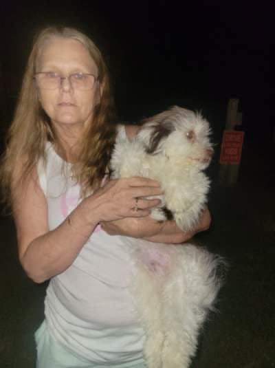 Bubba, a Havanese puppy from Pawrade