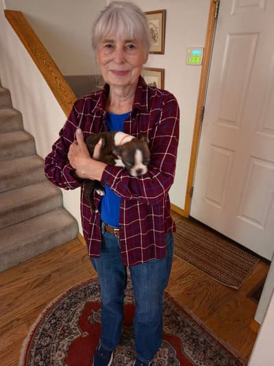 Marigold, a Boston Terrier puppy from Pawrade