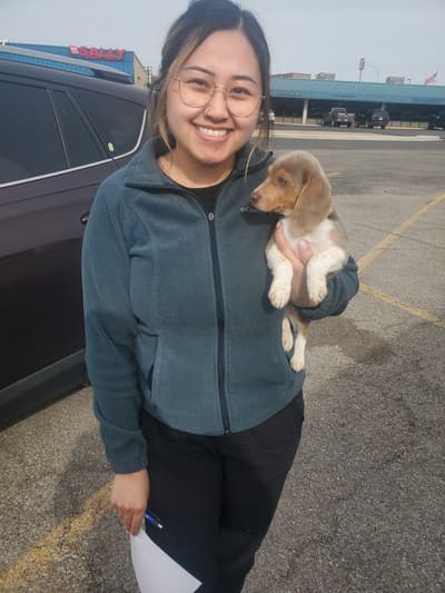 Bryant, a Beagle puppy from Pawrade