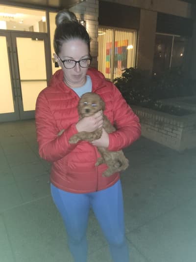 Rebecca, a Cavapoo puppy from Pawrade