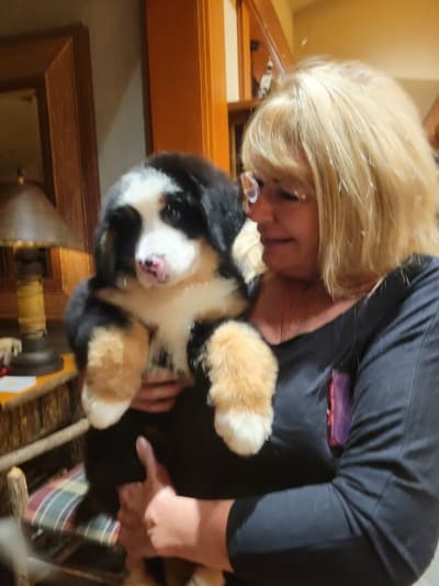 Valor, a Bernese Mountain Dog puppy from Pawrade