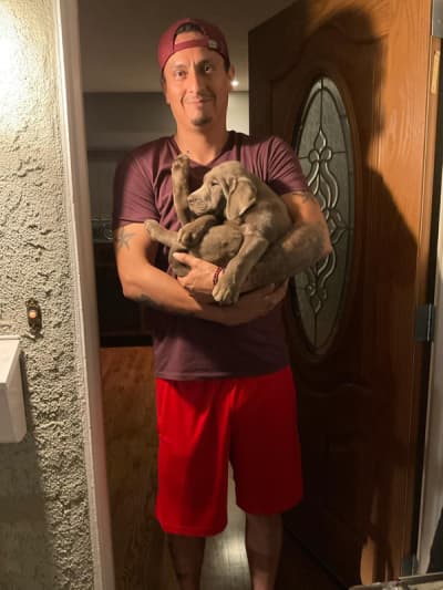 Benjamin, a Labrador Retriever puppy from Pawrade