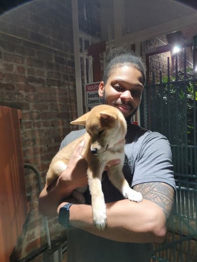 Hudson, a Shiba Inu puppy from Pawrade