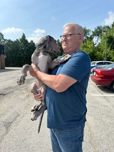 Bruce, a Great Dane puppy from Pawrade