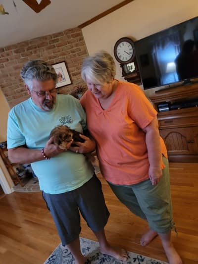 Agnes, a Shorkie puppy from Pawrade