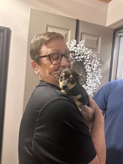 Rudy, a Chihuahua puppy from Pawrade
