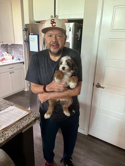 Precious, a Bernedoodle, Mini puppy from Pawrade