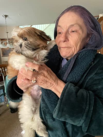 Jett, a Shih Tzu puppy from Pawrade