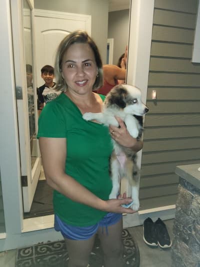 Kandinsky, a Miniature Australian Shepherd puppy from Pawrade