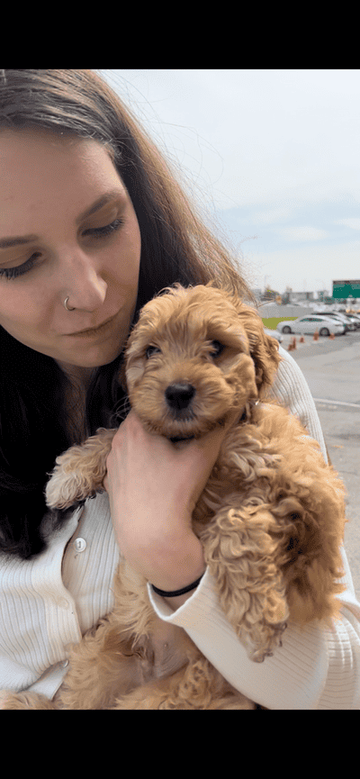 Trent, a Goldendoodle, Mini puppy from Pawrade