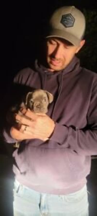 Peter, a French Bulldog puppy from Pawrade