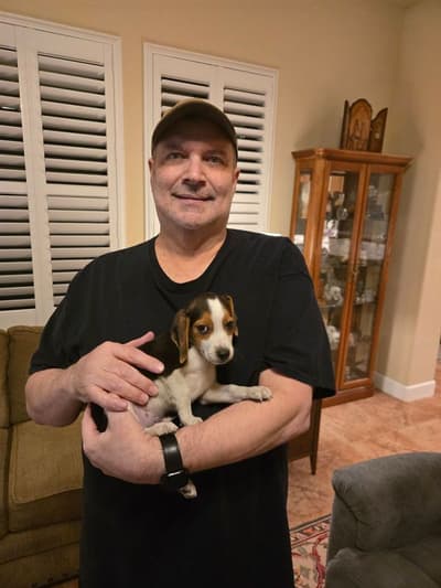 Harley, a Beagle puppy from Pawrade