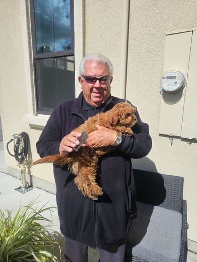 Darius, a Cavapoo puppy from Pawrade