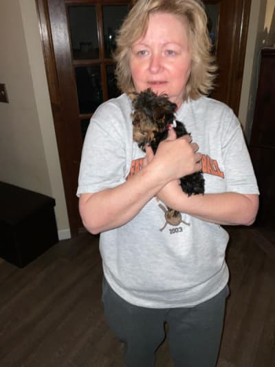 Sara, a Yorkshire Terrier - Yorkie puppy from Pawrade