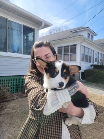Murph, a Corgi, Pembroke Welsh puppy from Pawrade