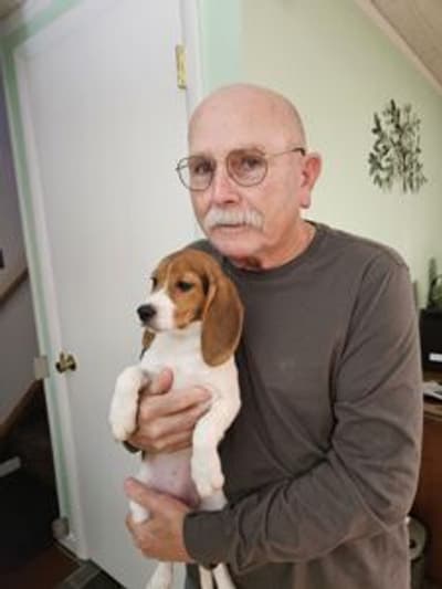 Alice, a Beagle puppy from Pawrade