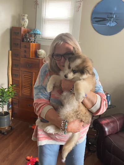 Dakota, a Pomsky puppy from Pawrade