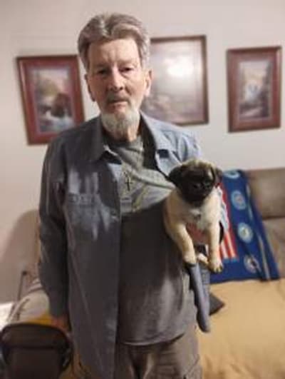Dakota, a Pug puppy from Pawrade