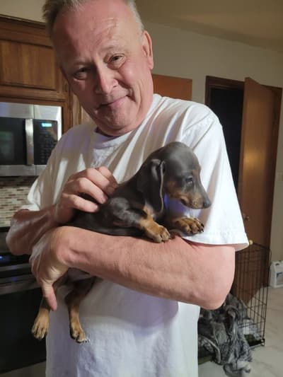 Hank, a Dachshund puppy from Pawrade
