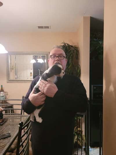 Allie, a Cavalier King Charles Spaniel puppy from Pawrade