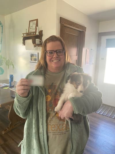 Mayhew, a Shetland Sheepdog - Sheltie puppy from Pawrade