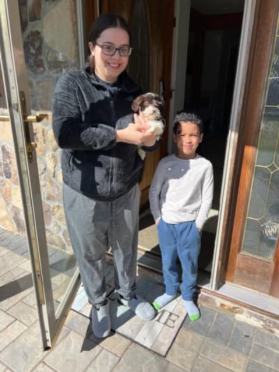 Savvy, a Havanese puppy from Pawrade