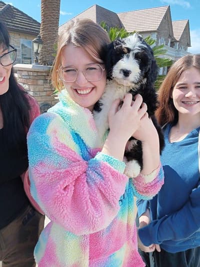 Alli, a Bernedoodle puppy from Pawrade