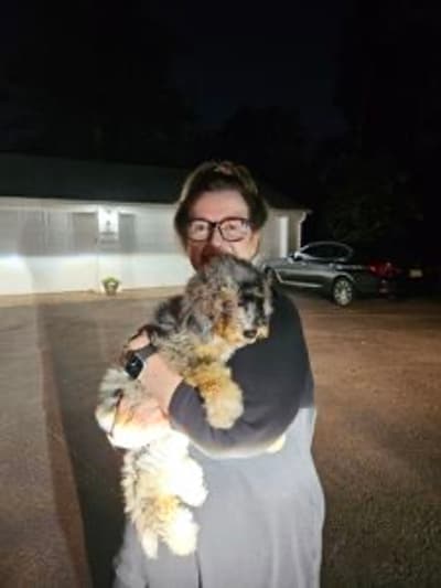 Desi, a Bernedoodle, Mini puppy from Pawrade
