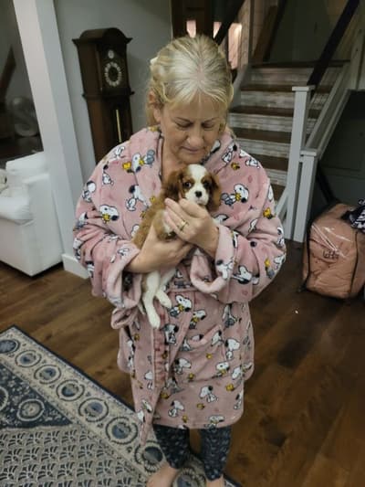 Alice, a Cavalier King Charles Spaniel puppy from Pawrade