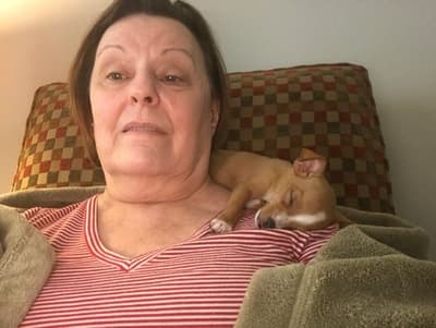 Rosie, a Chihuahua puppy from Pawrade