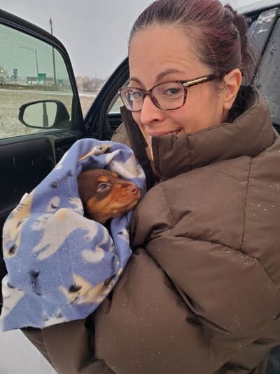 Albert, a Dachshund, Mini puppy from Pawrade