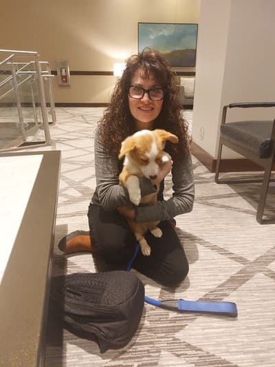 Levi, a Corgi, Pembroke Welsh puppy from Pawrade