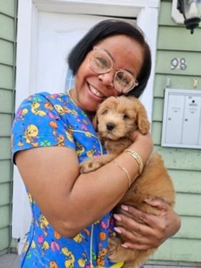 Saint, a Goldendoodle, Mini puppy from Pawrade