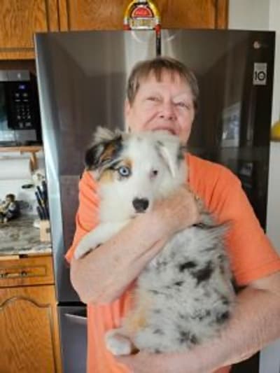 Pluto, a Miniature American Shepherd puppy from Pawrade